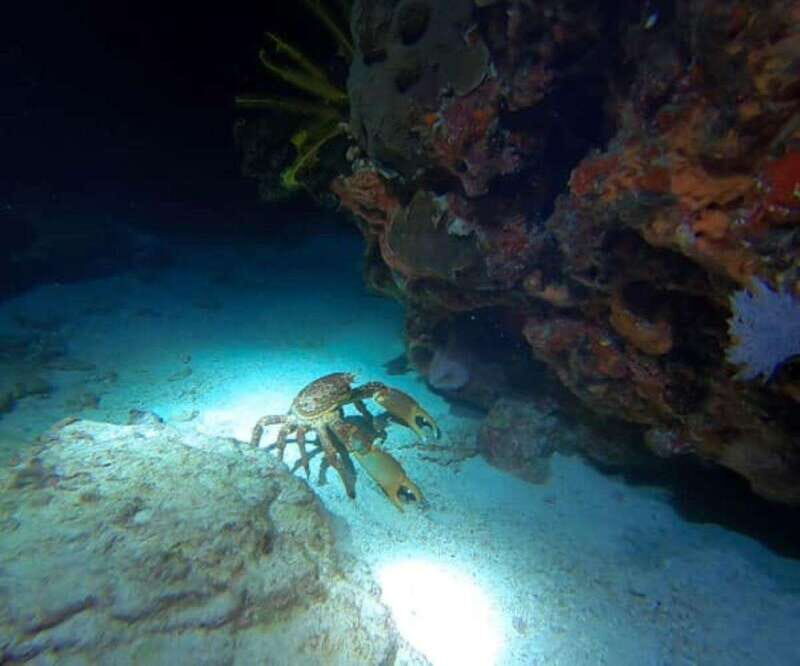Cancun: Night Dive for Certified Divers - The Experience You Can Expect