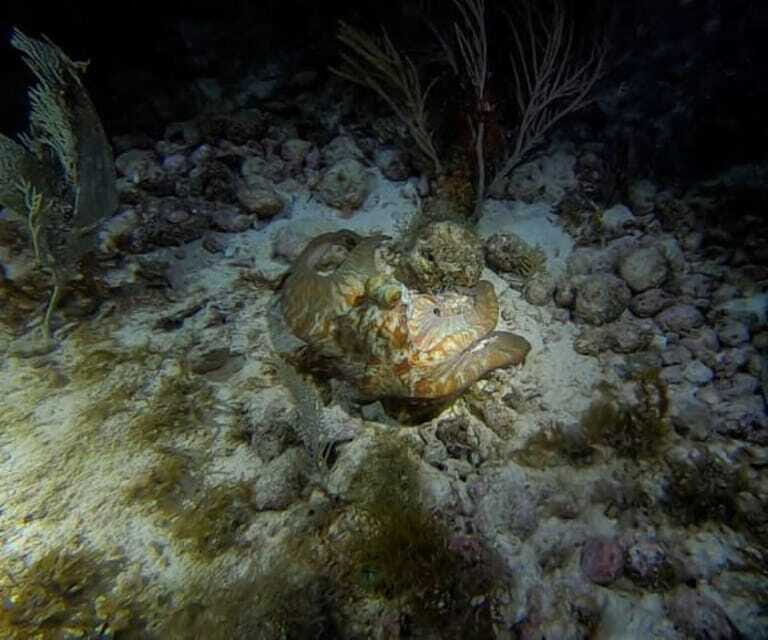 Cancun: Night Dive for Certified Divers - FAQ