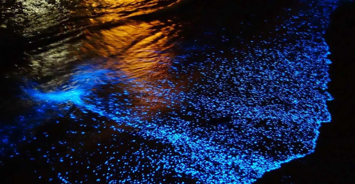 Cancun: Nocturnal Marine Life Snorkeling Experience - Key Points