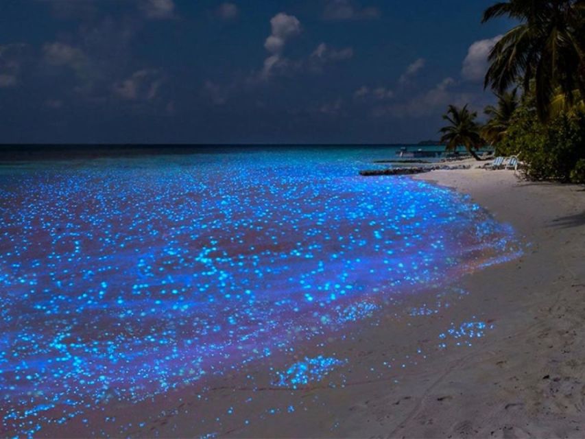 Cancun: Nocturnal Marine Life Snorkeling Experience - Whats Included in the Tour