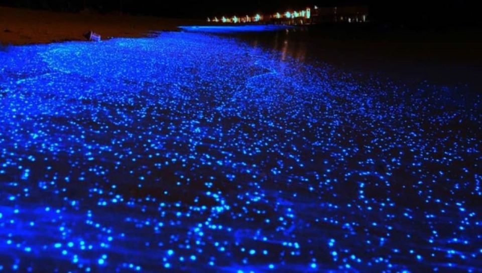 Cancun: Nocturnal Marine Life Snorkeling Experience - Locations and Highlights