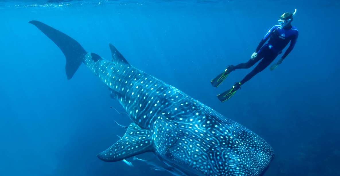 Cancun/Playa Del Carmen: 6-Hour Private Whale Shark Tour - Key Points