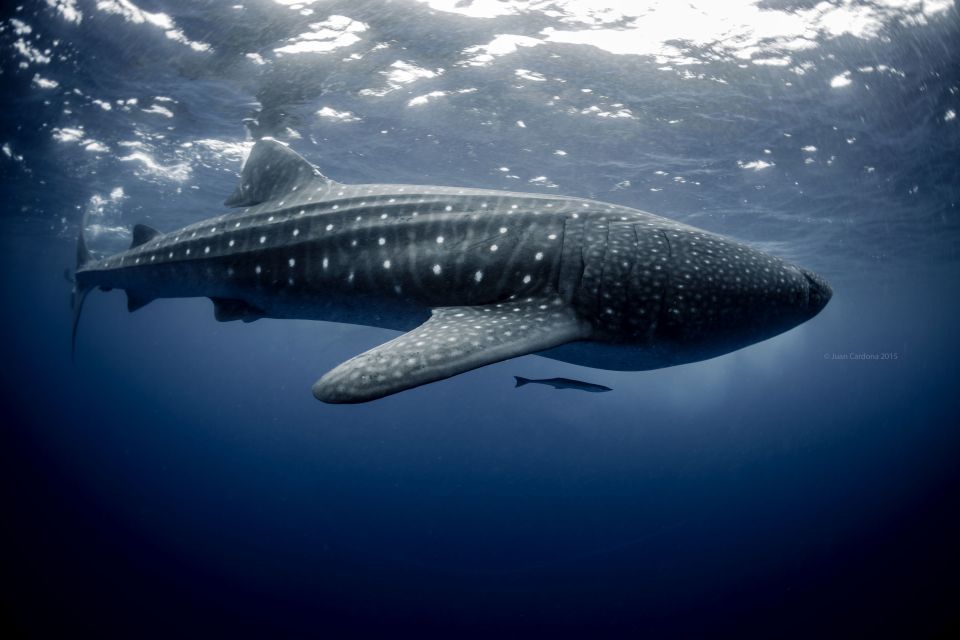 Cancun/Playa Del Carmen: 6-Hour Private Whale Shark Tour - Inclusions in the Package