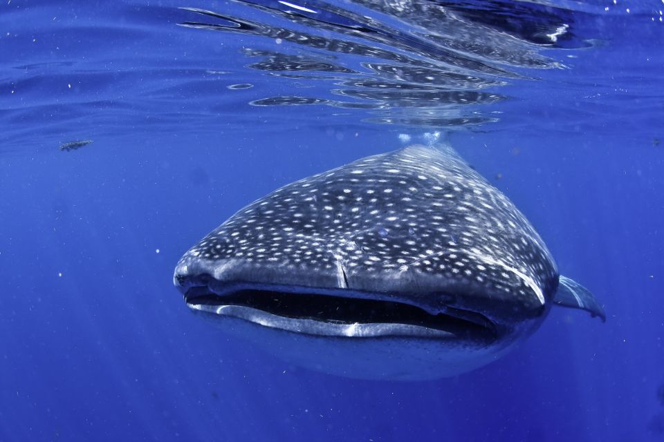 Cancun/Playa Del Carmen: 6-Hour Private Whale Shark Tour - Booking and Cancellation Policy