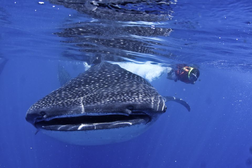 Cancun/Playa Del Carmen: 6-Hour Private Whale Shark Tour - Getting to the Departure Point