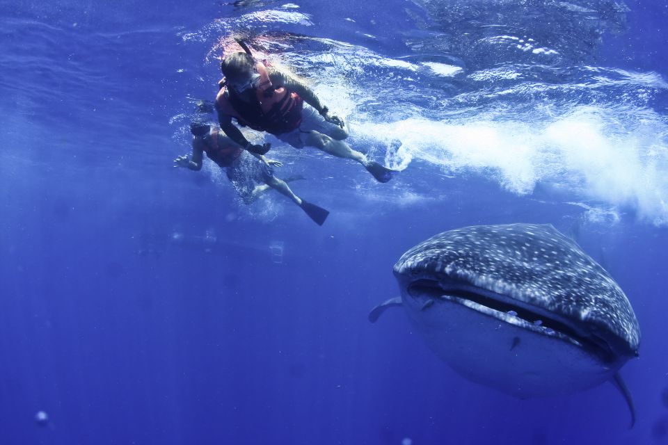 Cancun/Playa Del Carmen: 6-Hour Private Whale Shark Tour - Additional Information for Guests