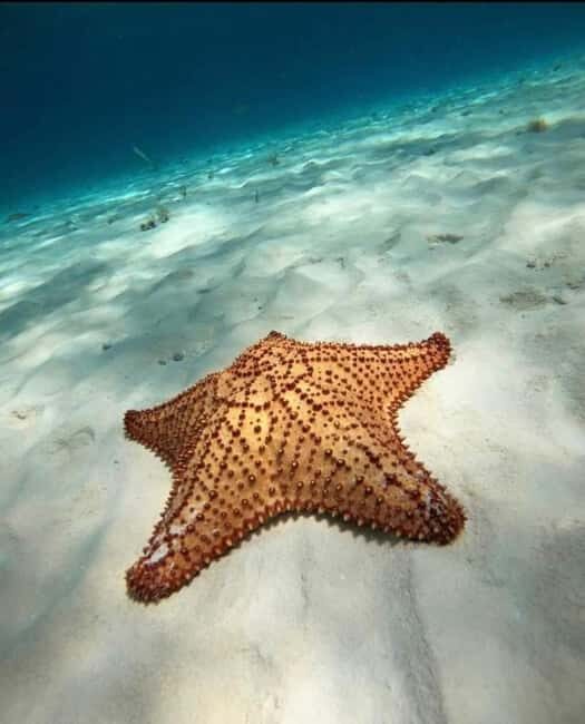 Cancún Private Catamaran with Snorkel and Open Bar - Who is This Tour Best For?