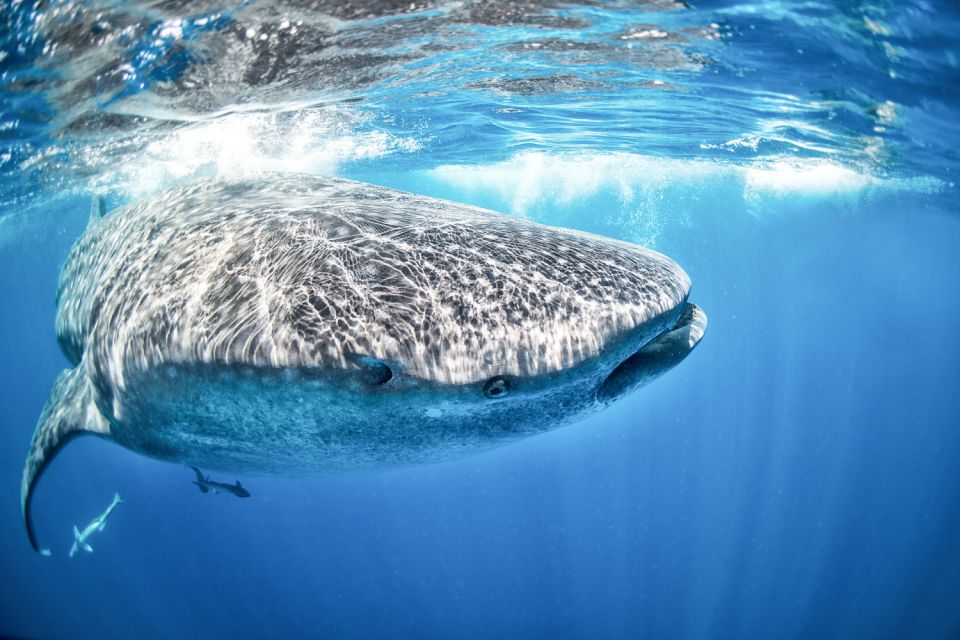Cancun & Riviera Maya: Swim With Whale Sharks Tour W/ Lunch - Key Points