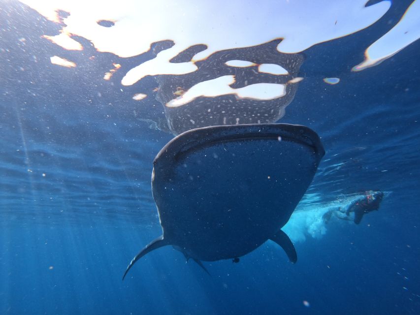 Cancun & Riviera Maya: Swim With Whale Sharks Tour W/ Lunch - Boat Ride and Whale Shark Swim