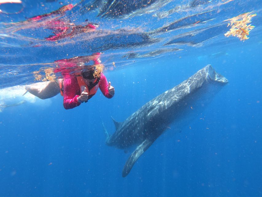 Cancun & Riviera Maya: Swim With Whale Sharks Tour W/ Lunch - Snorkeling at the Barrier Reef