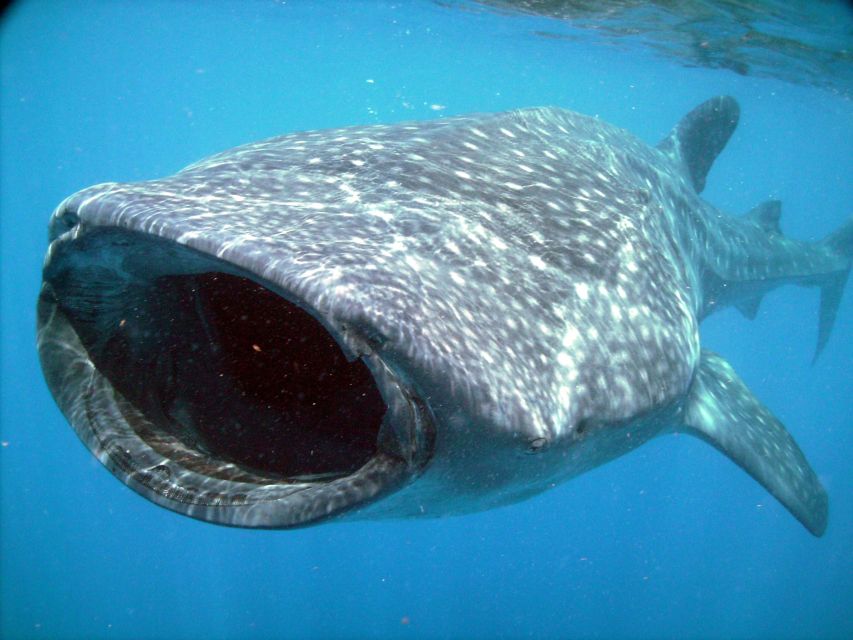 Cancun & Riviera Maya: Swim With Whale Sharks Tour W/ Lunch - Lunch at Isla Mujeres Beach