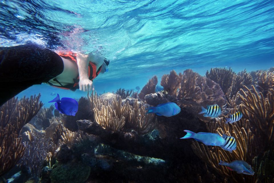 Cancun & Riviera Maya: Swim With Whale Sharks Tour W/ Lunch - Transportation and Safety Briefing