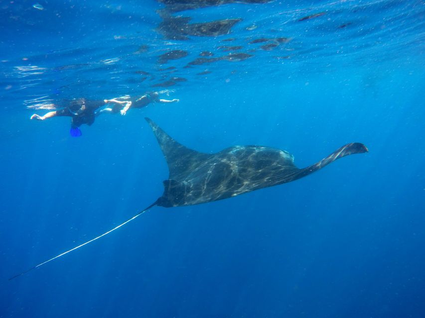 Cancun & Riviera Maya: Swim With Whale Sharks Tour W/ Lunch - Restrictions and Marine Life Etiquette