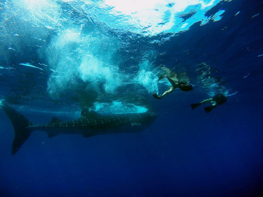 Cancun & Riviera Maya: Swim With Whale Sharks Tour W/ Lunch - Tour Itinerary and Timeline