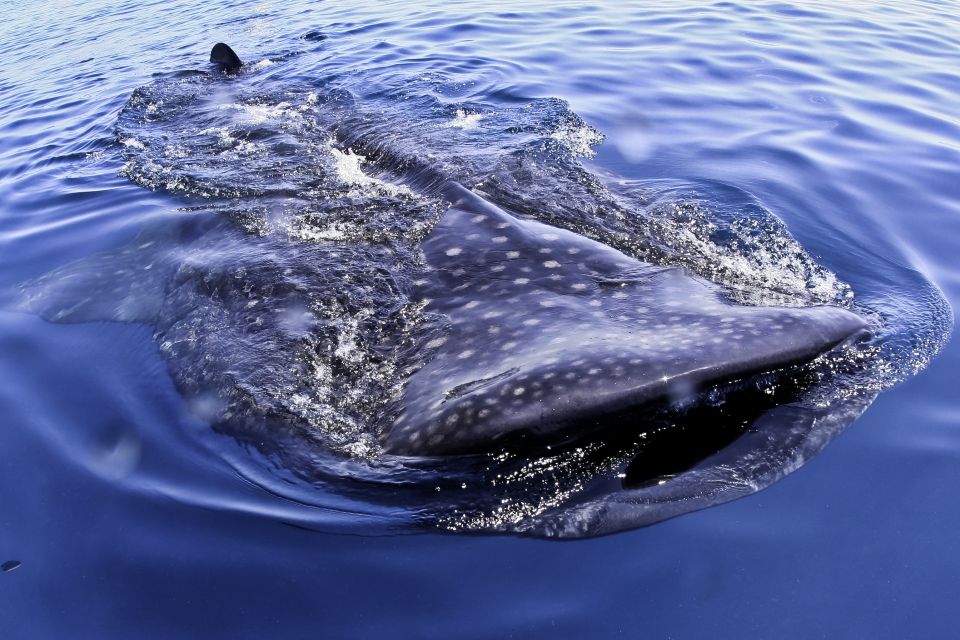 Cancun & Riviera Maya: Swim With Whale Sharks Tour W/ Lunch - Frequently Asked Questions