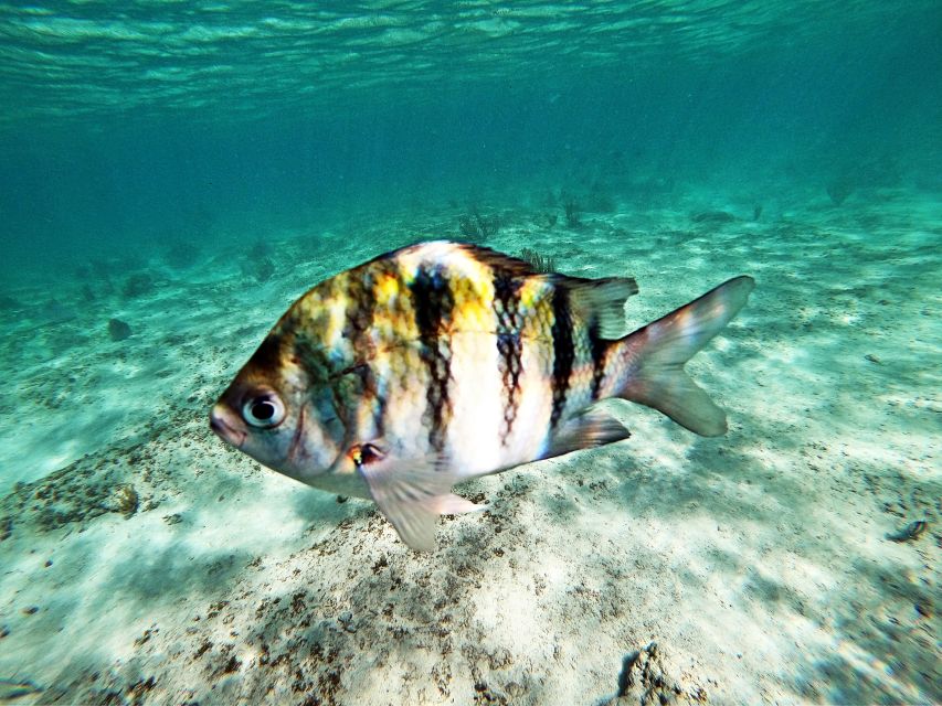 Cancun/Riviera Maya: Tulum Ruins, Sea Turtle Swim & Cenotes - Sea Turtle Snorkeling