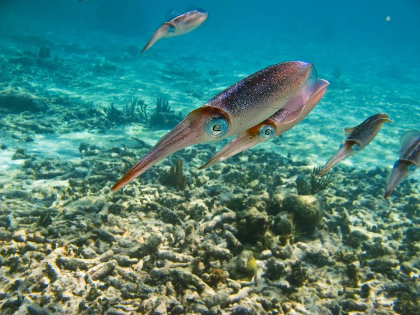 Cancun/Riviera Maya: Tulum Ruins, Sea Turtle Swim & Cenotes - Logistical Details