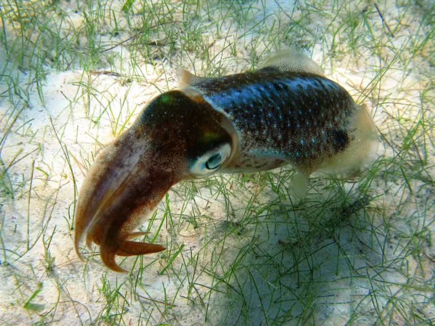 Cancun/Riviera Maya: Tulum Ruins, Sea Turtle Swim & Cenotes - Restrictions and Requirements