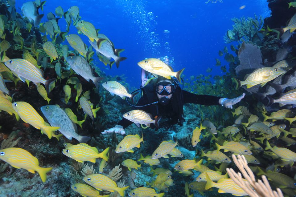 Cancun: Scuba Diving for Certified Divers, 3 Options to Dive - Pricing and Booking Details