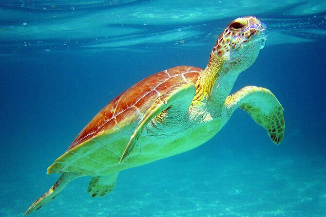 Cancun: Sea turtles and Cenote Tour With Pick Up from your Hotel - Key Points