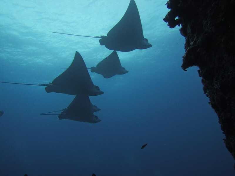 Cancun: Shipwreck & Reef for Certified Divers - Practical Details and Logistics