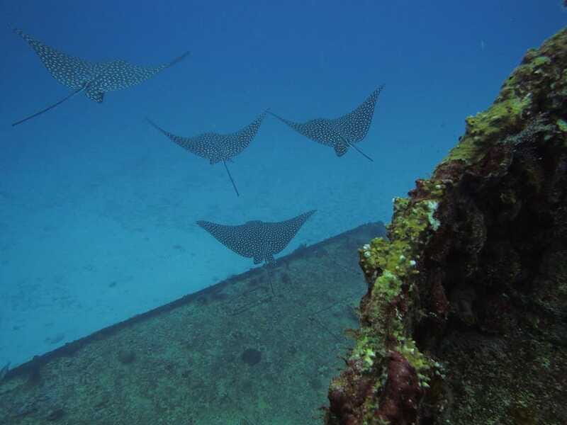 Cancun: Shipwreck & Reef for Certified Divers - Value and Overall Impression