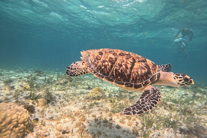 Cancun Snorkeling Adventure - Key Points