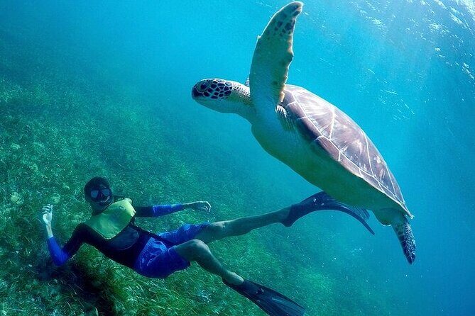 Cancun Snorkeling Adventure: Turtles, Reefs & Underwater Wonders - A Breakdown of the Itinerary