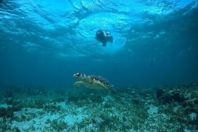 Cancun Snorkeling Adventure: Turtles, Reefs & Underwater Wonders - What Travelers Are Saying