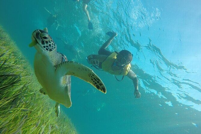Cancun Snorkeling Adventure: Turtles, Reefs & Underwater Wonders - Final Words