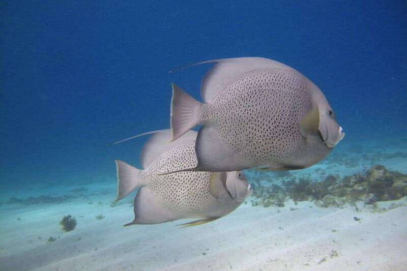 Cancun: Snorkeling at Underwater Museum & Manchones Reef - FAQs