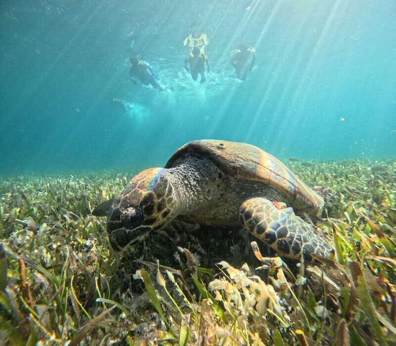 Cancun: Snorkeling Boat Tour with Gear - Cancun: Snorkeling Boat Tour with Gear — A Practical Dive into Underwater Adventure