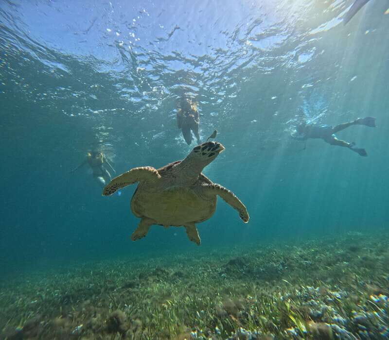 Cancun: Snorkeling Boat Tour with Gear - Who Will Love This Tour?
