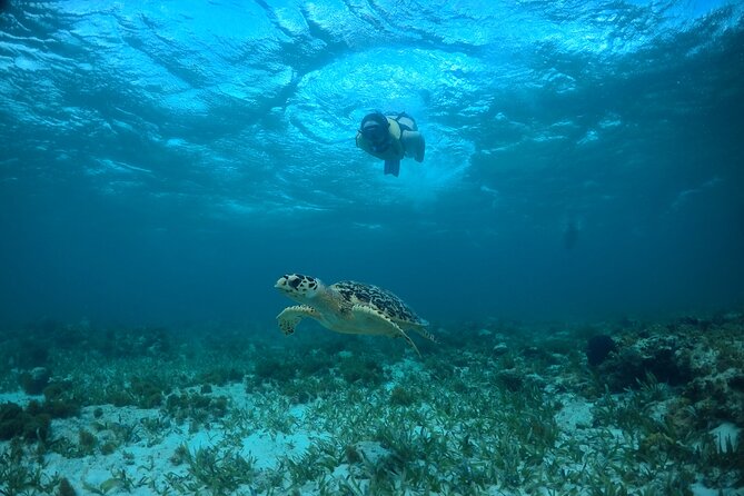 Cancun Snorkeling Tour: Swim With Turtles, Reef, Underwater Museum and Shipwreck - Tips for an Enjoyable Experience