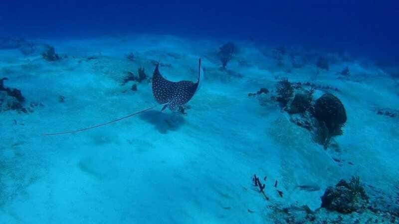 Cancun: Snorkeling Tour with Hotel Pickup - The Value of This Experience
