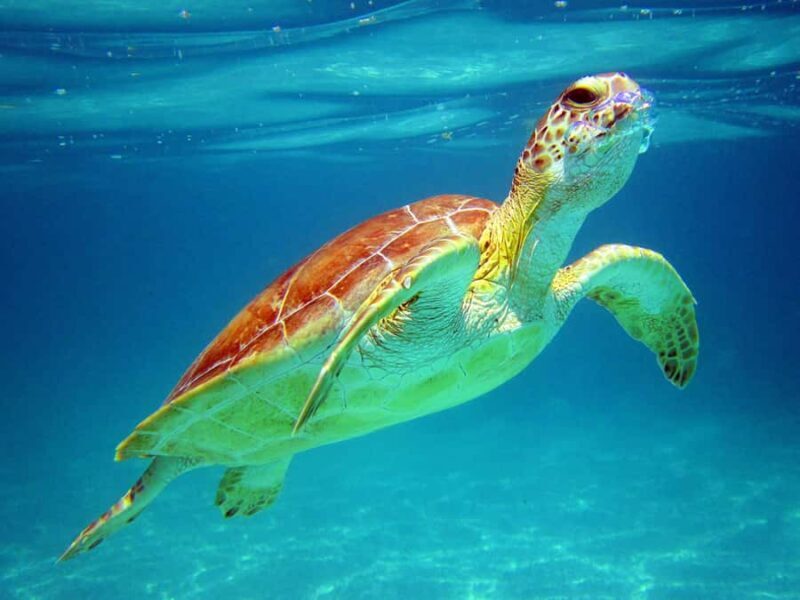 Cancun: Snorkeling tour with Sea Turtles & Cenote, half day. - A Closer Look at the Experience