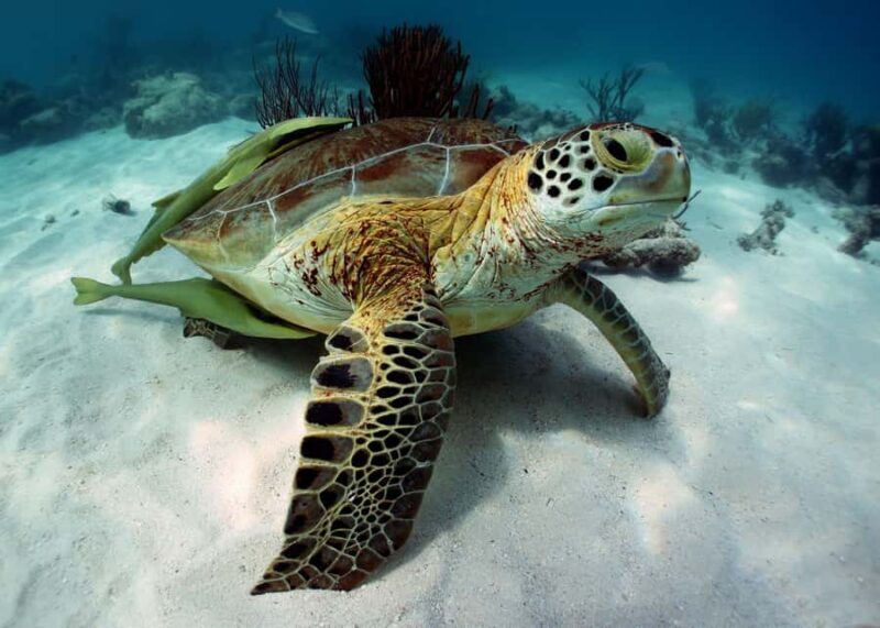 Cancun: Snorkeling tour with Sea Turtles & Cenote, half day. - Logistics: Timing, Transportation, and Group Size