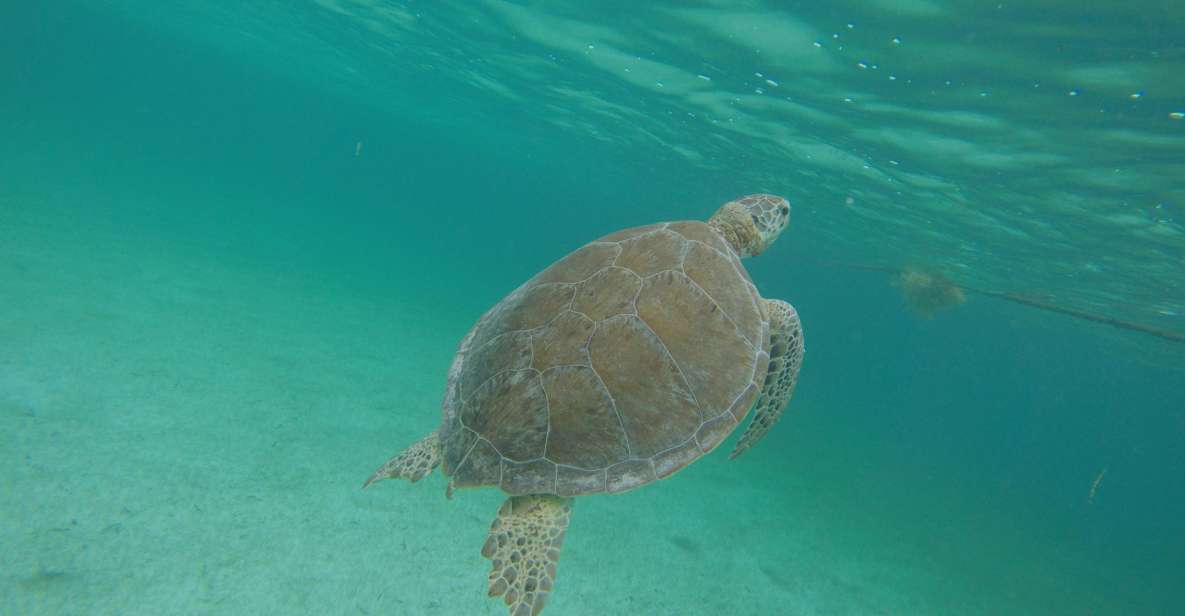 Cancún: Snorkeling With Marine Turtles and Cenote Swim - Highlights: Snorkeling and Cenote Swim