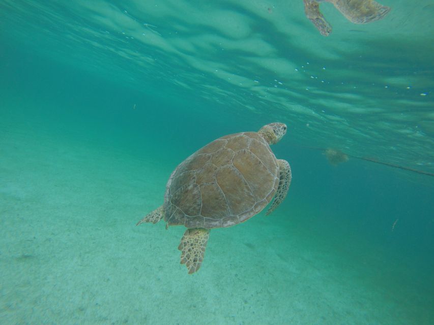Cancún: Snorkeling With Marine Turtles and Cenote Swim - Hotel Pickup and Transportation