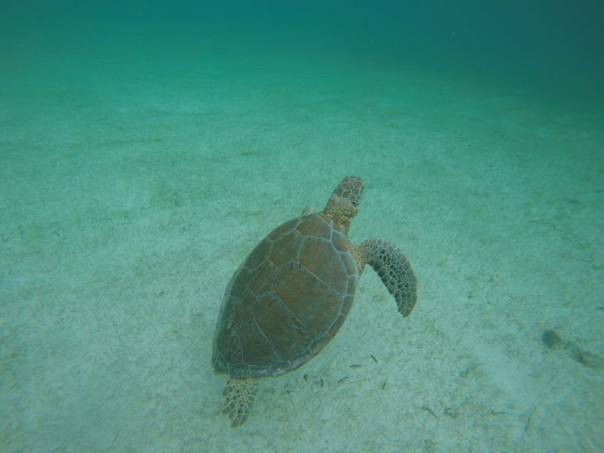 Cancún: Snorkeling With Marine Turtles and Cenote Swim - Additional Tour Details and Information