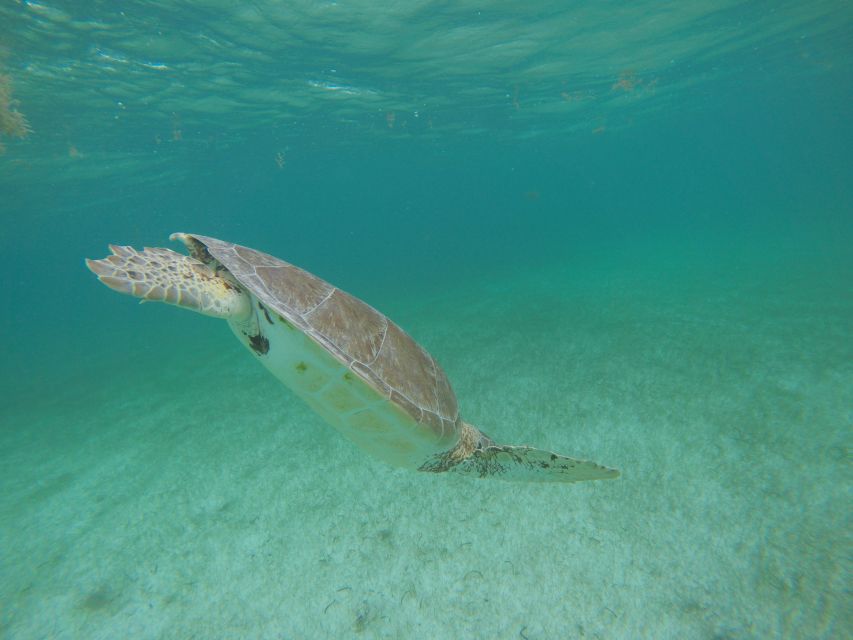 Cancún: Snorkeling With Marine Turtles - Snorkel Gear and Safety