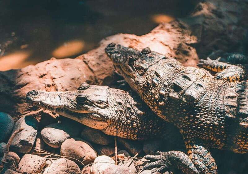 Cancun: Speedboat Adventure & Crocodile Sighting - Key Points