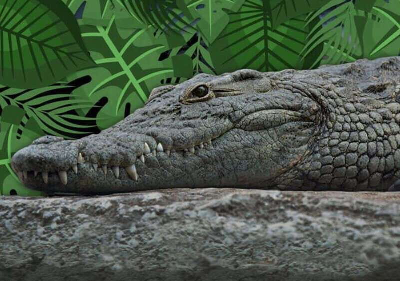 Cancun: Speedboat Adventure & Crocodile Sighting - A Dynamic Tour of Nature and Speed