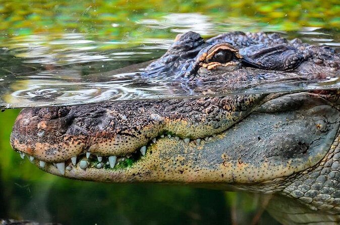 Cancun Speedboat with Crocodile Watching Jungle Tours Adventure - Final Thoughts