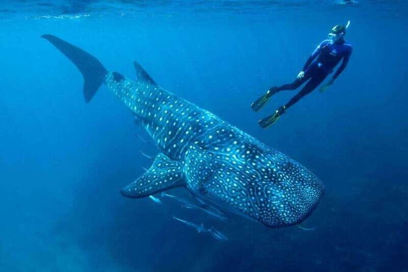 Cancun: Swim with Whale Sharks - Key Points