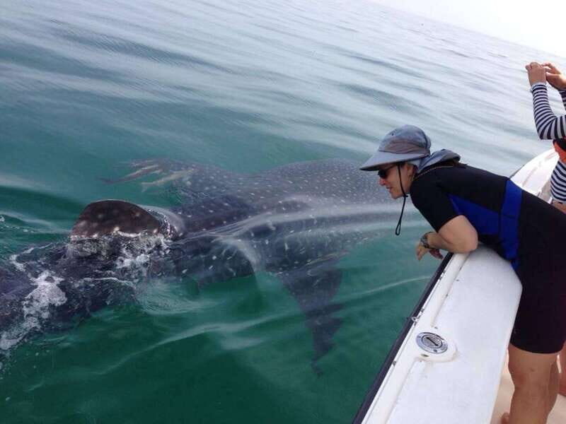 Cancun: Swim with Whale Sharks - Practical Details and Considerations