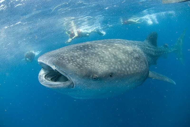 Cancún: Swim with Whale Sharks - Key Points