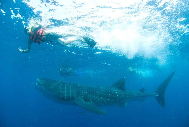Cancún: Swim with Whale Sharks - What to Expect from the Tour