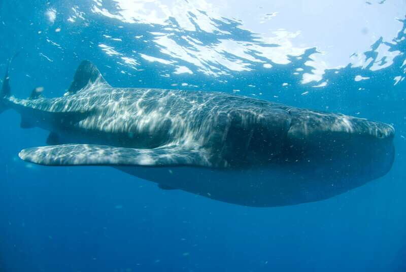 Cancún: Swim with Whale Sharks - Who Should Book This Tour?