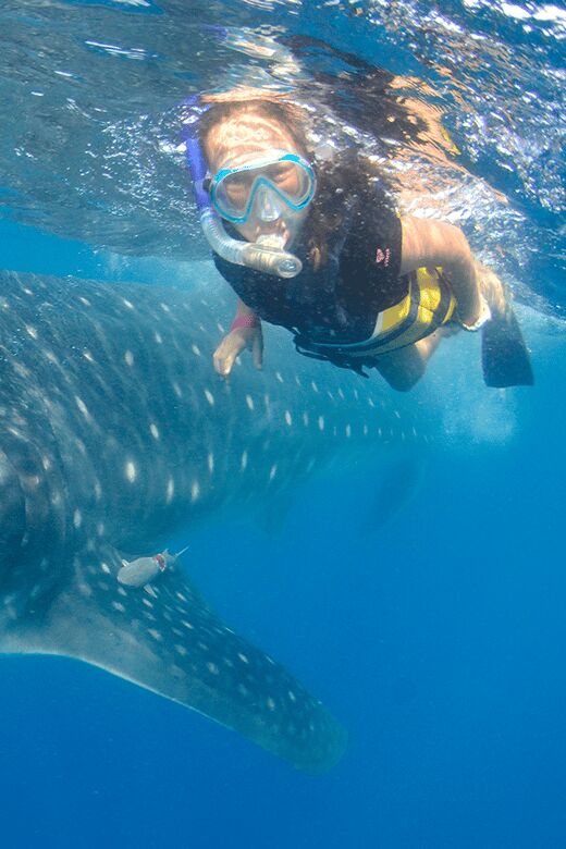 Cancún: Swim with Whale Sharks & Playa Norte Beach - Detailed Breakdown of the Tour